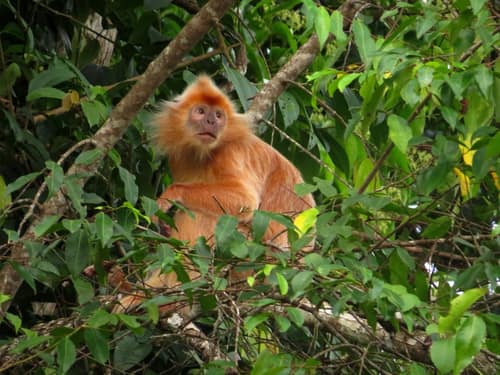 Silvered Leaf Monkey reference