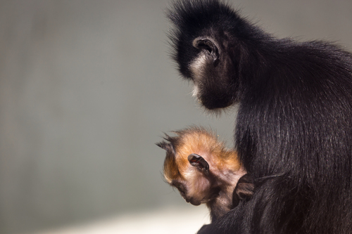 François' Langur reference