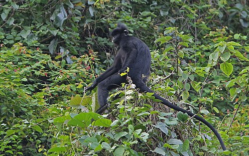 Hatinh Langur reference