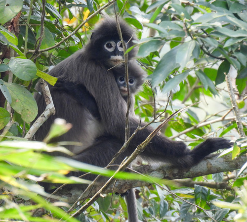 Phayre's Leaf Monkey reference