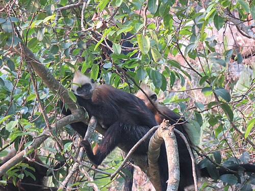 Cat Ba Langur reference