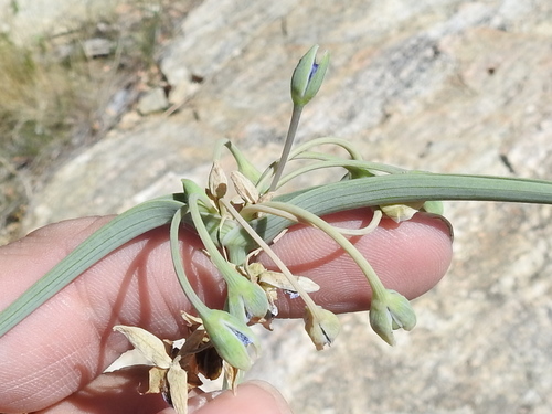 Prairie Spiderwort reference