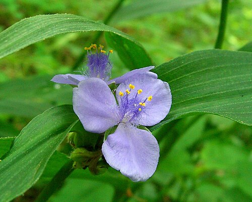 Zigzag Spiderwort reference
