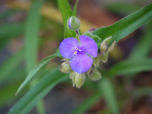 Virginia Spiderwort reference