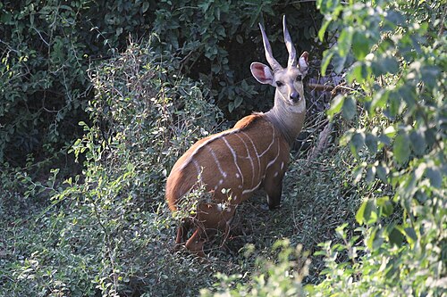 Bushbuck reference