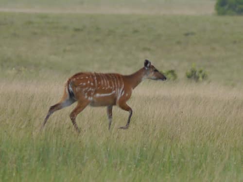 Sitatunga reference