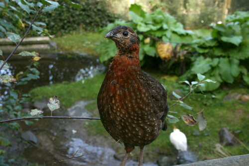 Satyr Tragopan reference