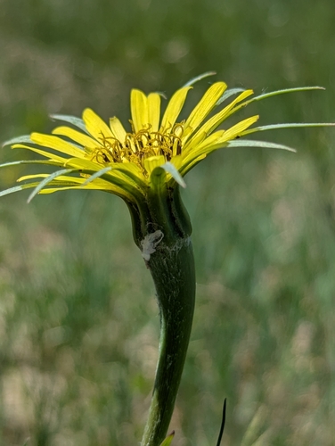 Western Salsify reference