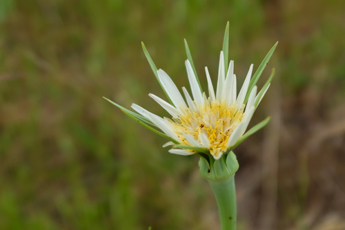 Purple Salsify reference