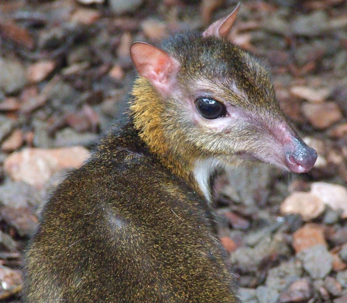 Java Mouse-deer reference