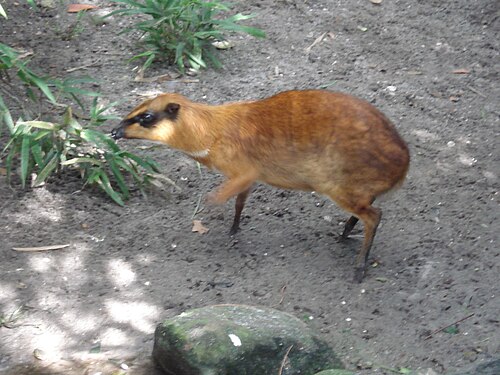 Greater Oriental Chevrotain reference
