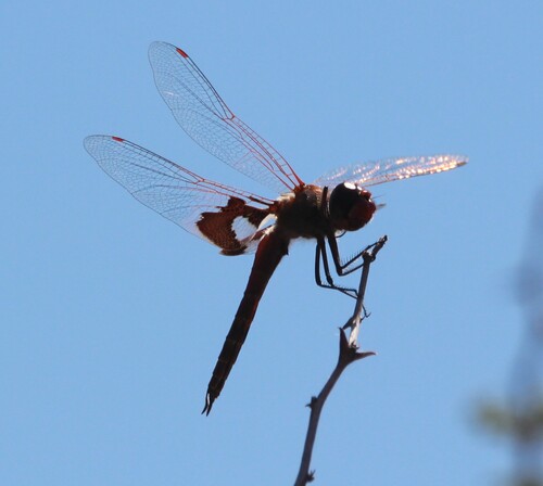 Red Saddlebags reference