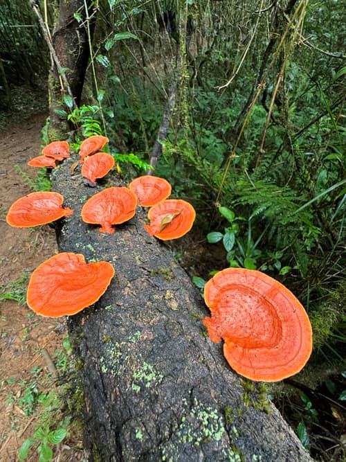 Cinnabar Polypore reference