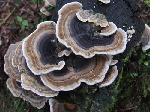 Turkey Tail reference