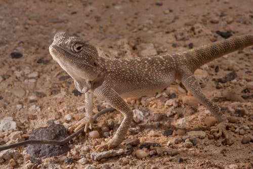 Yellow-Spotted Agama reference