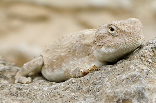 Changeable Agama reference