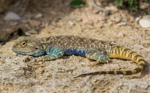 Steppe Agama reference
