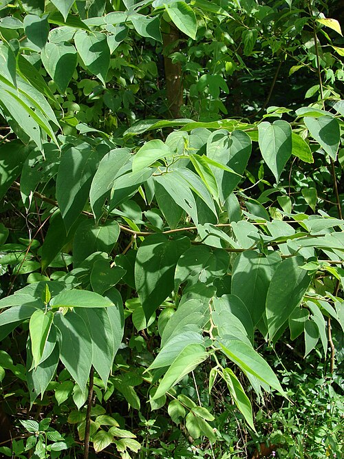 Charcoal Tree reference