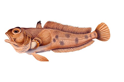 Emerald Rockcod reference