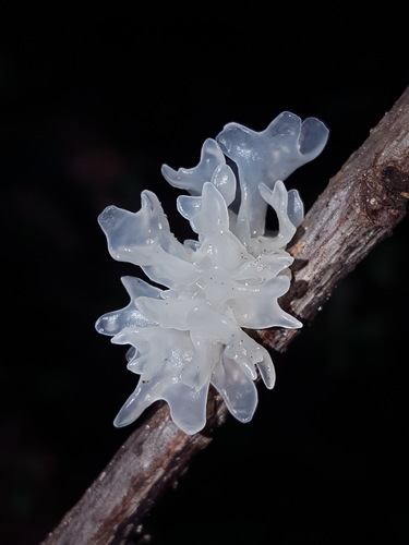 Snow Fungus reference