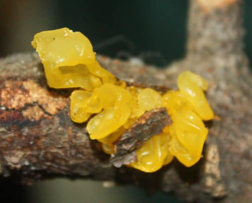 Witches' Butter reference