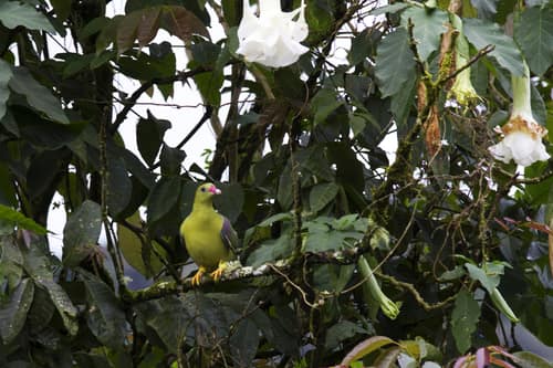 African Green Pigeon reference