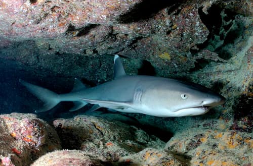 Whitetip Reef Shark reference