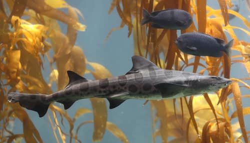 Leopard Shark reference