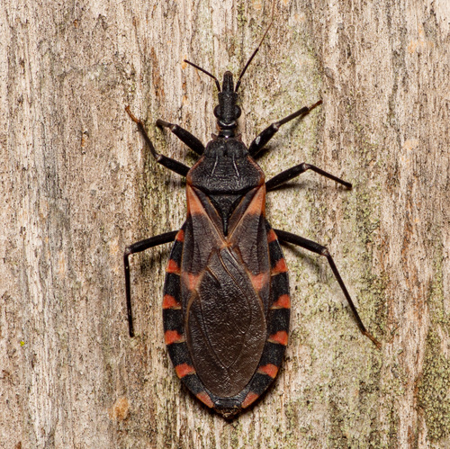 Kissing Bug reference