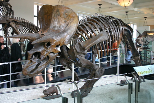 Triceratops reference