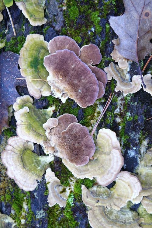 Violet-toothed Polypore reference