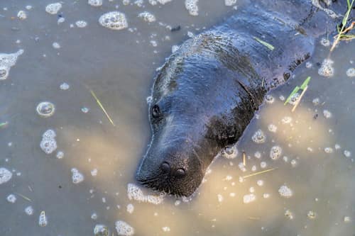 Amazonian Manatee reference