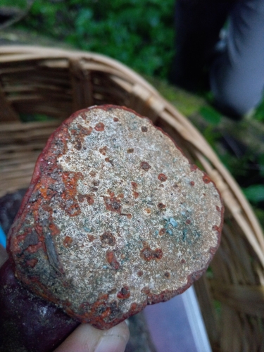 Harzianum Green Mold reference