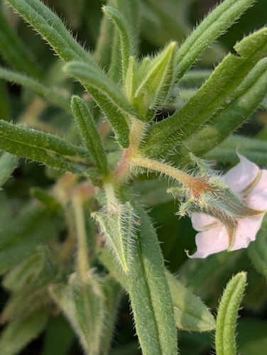 Indian Borage reference