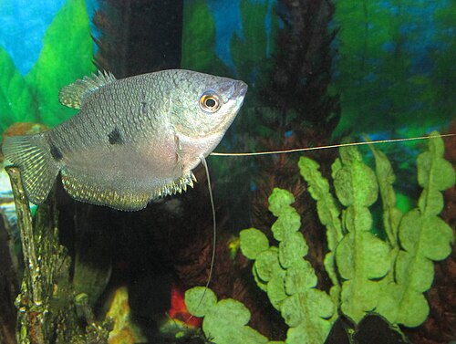 Three Spot Gourami reference