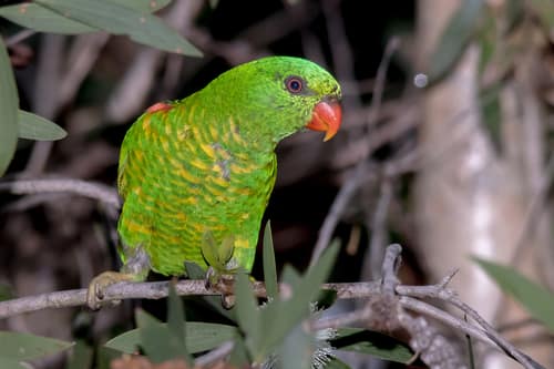 Scaly-breasted Lorikeet reference