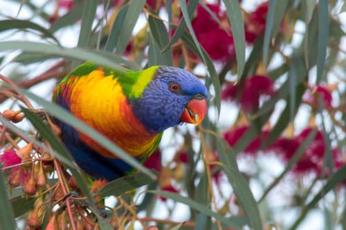 Rainbow Lorikeet reference