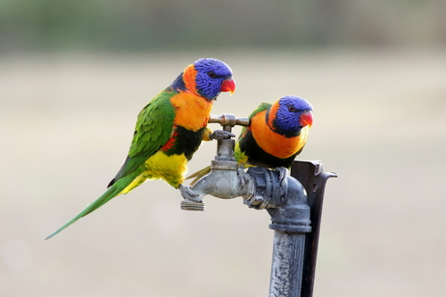 Red-collared Lorikeet reference