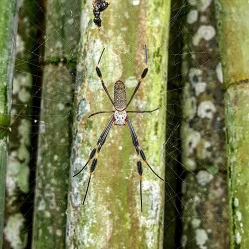 Golden Silk Orbweaver reference