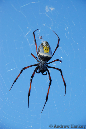 Red-legged Golden Orb-weaver reference