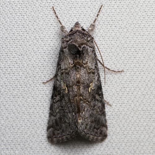 Ni Moth reference
