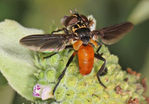Feather-Legged Fly reference