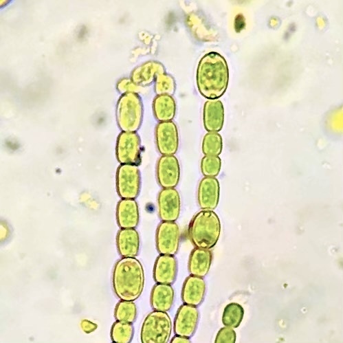Azolla Symbiont reference