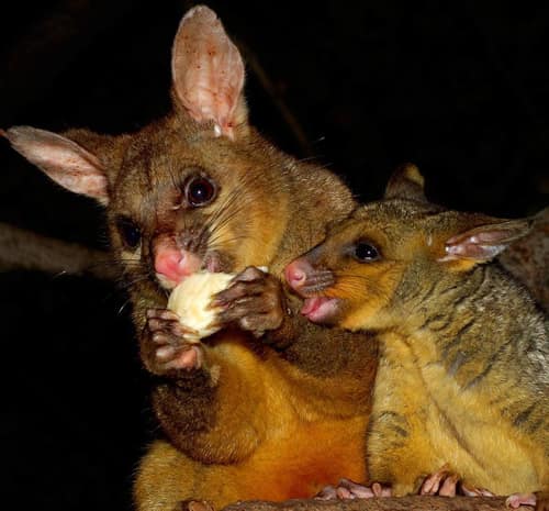 Brushtail Possum reference