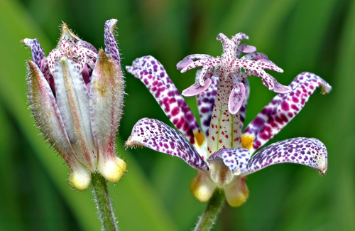 Japanese Toad Lily reference