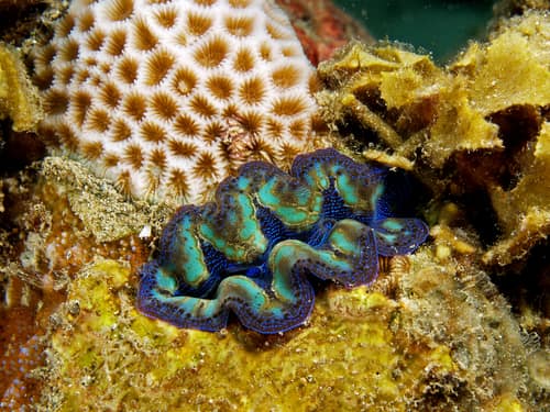Boring Clam reference