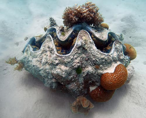 Giant Clam reference