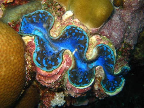 Maxima Clam reference