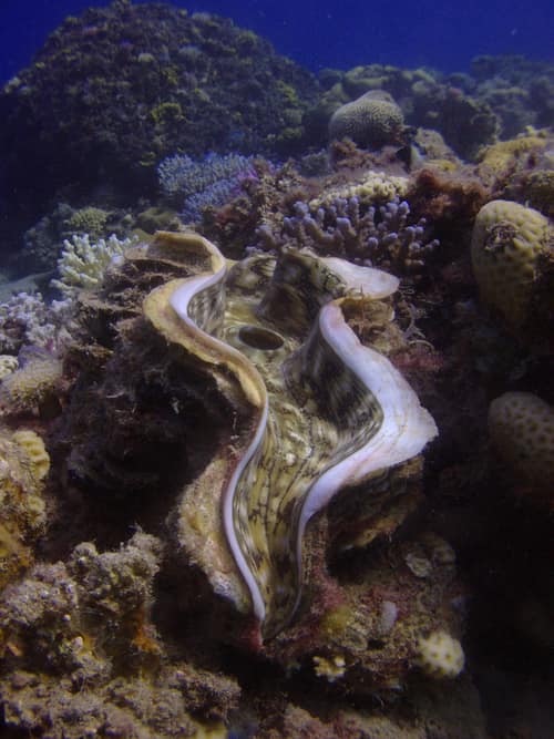 Fluted Giant Clam reference