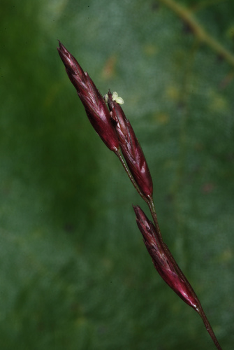 Purpletop Grass reference